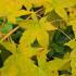 Acer Bi-Ho Japanese Maple with striking yellow bark