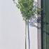 Acer Buergerianum Trident Maple 3-3.5 m buy online UK.