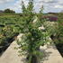 actm 1.75-2 m buy online UK.