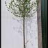 Acer Campestre Elsrijk Field Maple 3.5-4 m buy online UK.