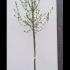Acer Campestre Field Maple 3.5-4 m buy online UK.