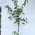 Acer Campestre Field Maple 1.25-1.5 m buy online UK.