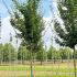 Acer Campestre Field Maple 3.5-4 m buy online UK.
