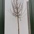 Acer Campestre Field Maple 4-4.5 m buy online UK.