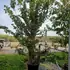 acms 2.5-3 m buy online UK.