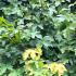 Acer Campestre Nanum or Dwarf Field Maple close up of foliage in early Autumn, the leaves are just beginning to change to Autumn colour