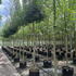 acn 3.5-4 m buy online UK.