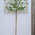 Acer Campestre Pleached Field Maple 3.9 m buy online UK.