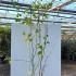  Acer Capillipes Snake Bark Maple 2-2.5 m buy online UK.