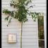 Acer Cappadocicum Aureum Maple 3-3.5 m buy online UK.