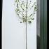 Acer Cappadocicum Cappadocian Maple 3.5-4 m buy online UK.