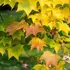 Acer Cappadocicum Rubrum foliage turning colour in Autumn, these trees for sale with UK delivery