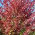 Acer Cappadocicum Rubrum is also known as Red Cappadocian Maple or the Blood Maple, buy online with UK delivery