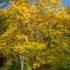 Golden yellow foliage colour of Acer Cappadocicum or Cappadocian Maple in autumn