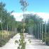 Acer Conspicuum Red Flamingo Snake Bark Maple 1.5-1.75 m buy online UK.