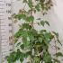 Acer Conspicuum Red Flamingo Snake Bark Maple 1-1.25 m buy online UK.