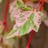 Acer Conspicuum Red Flamingo Snakebark Maple