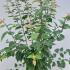 ad 1.75-2 m buy online UK.