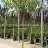 Acer Davidii or Snake Bark Maple 1.5-1.7 m buy online UK.
