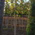 ad 2.5-3 m buy online UK.