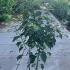 Acer Davidii or Snake Bark Maple 1.5-1.75 m buy online UK.