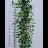 Acer Davidii Viper Snake Bark Maple 2-2.5 m buy online UK.