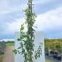 Acer Davidii Viper Snake Bark Maple 3-3.5 m buy online UK.