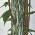 Acer with unique viper-like bark pattern