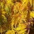 Acer Palmatum Dissectum  for sale - great spring and summer colour