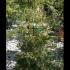Acer Dissectum Feathered 1-1.25 m buy online UK.