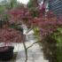 Acer Dissectum Garnet Feathered, mature trees for sale online