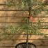 Acer Dissectum Garnet Feathered 60-80 cm buy online UK.