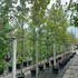 afa 3.5-4 m buy online UK.
