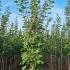 Acer Freemanii or Freeman’s Maple 3-3.5 m buy online UK.