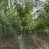 Acer Freemanii or Freeman’s Maple 3.5-4 m buy online UK.
