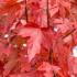 Acer Freemanii or Freemans Maple, sturdy hybrid maple with a brilliant, red-orange autumn colour & a fast growth rate