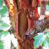 Acer Griseum, Paper Bark Maple Tree, UK