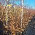 Acer Griseum - Paper Bark Maple 1.75-2 m buy online UK.