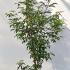 acergriseum 80-100 cm buy online UK.