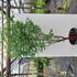 acergriseum 2-2.5 m buy online UK.