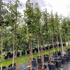 acergriseum 2.5-3 m buy online UK.