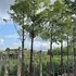 acergriseum 4-4.5 m buy online UK.