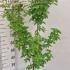 Acer Griseum - Paper Bark Maple 1-1.25 m buy online UK.