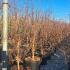 Acer Griseum - Paper Bark Maple 1.5-1.75 m buy online UK.