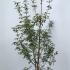 acergriseum 1.25-1.5 m buy online UK.