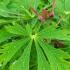 Acer japonicum Aconitifolium Japanese Maple with deeply lobed leaves