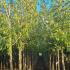 Acer Negundo Box Elder Tree 3-3.5 m buy online UK.
