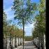 Acer Negundo Box Elder Tree 2.5-3 m buy online UK.