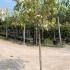 Acer Negundo Flamingo or Variegated Box Elder 1.7-1.8 m buy online UK.