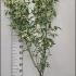 Acer Negundo Flamingo or Variegated Box Elder 1.75-2 m buy online UK.